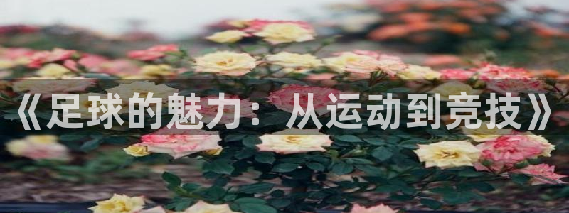 77体育官网